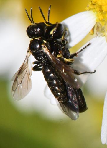 Lindenius sp.